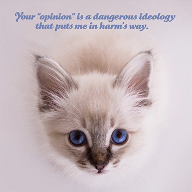 Social justice kitten.