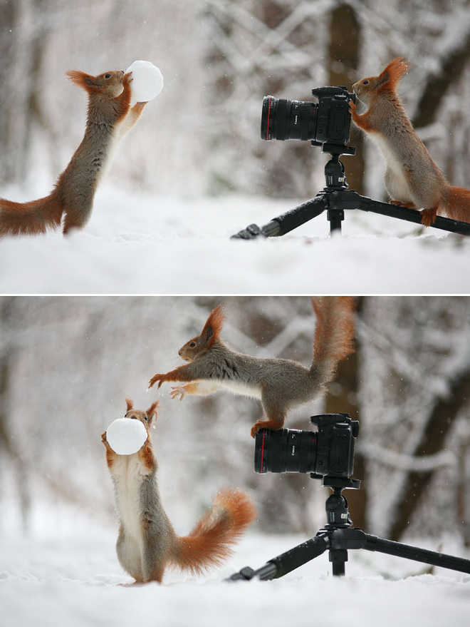 Funny animal photography.