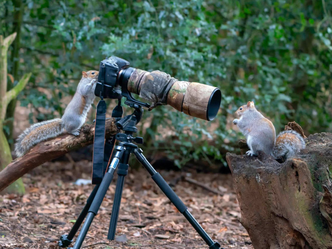 Funny animal photography.