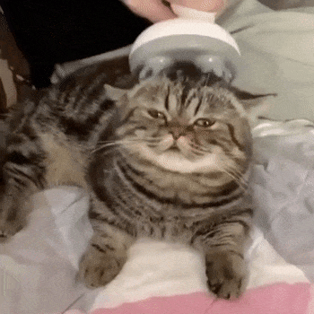 Cat head massage.