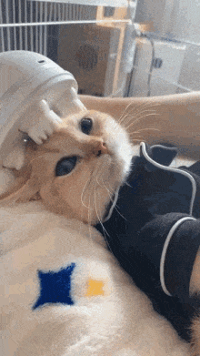 Cat massage.