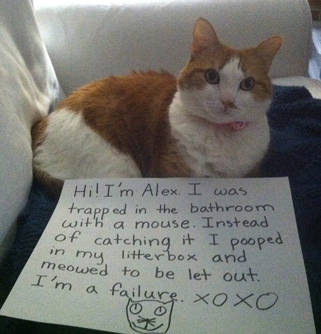 Funny cat shaming.