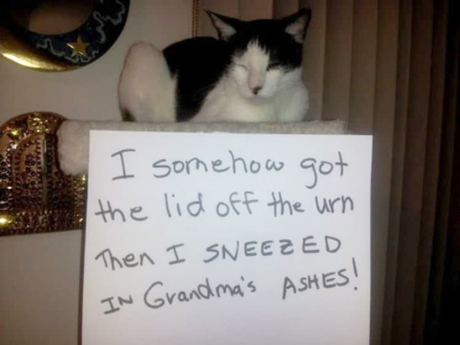 Funny cat shaming.