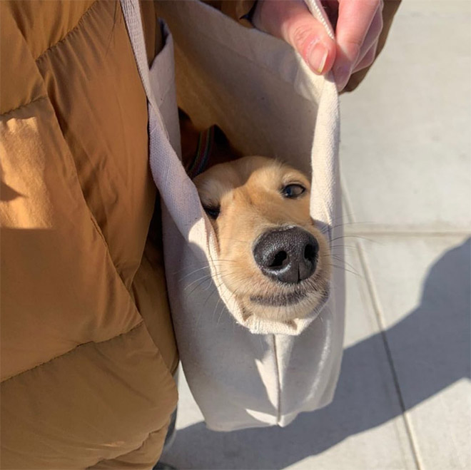 Dog in a bag.