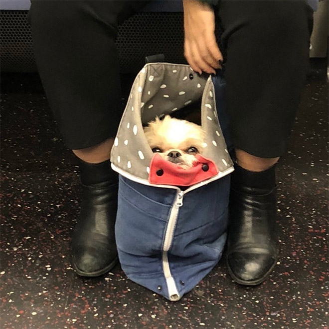 Dog in a bag.