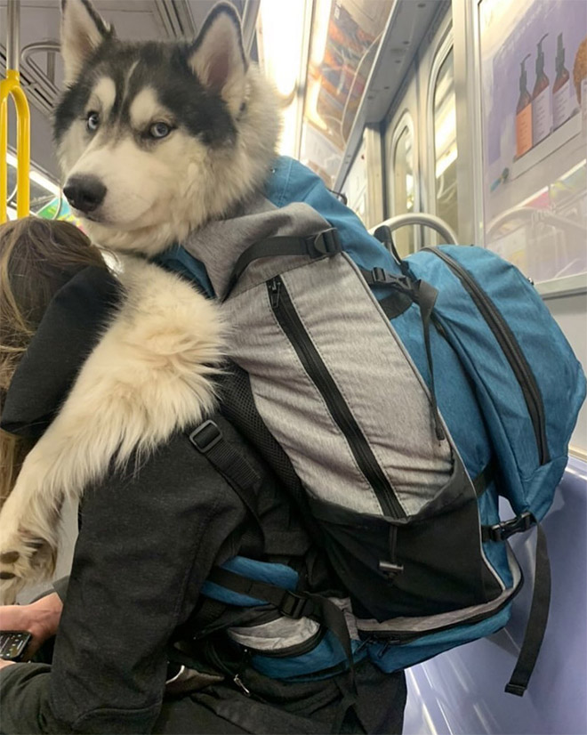 This Instagram Account Shows People Carrying Dogs In Bags, And It’s Hilariously Adorable