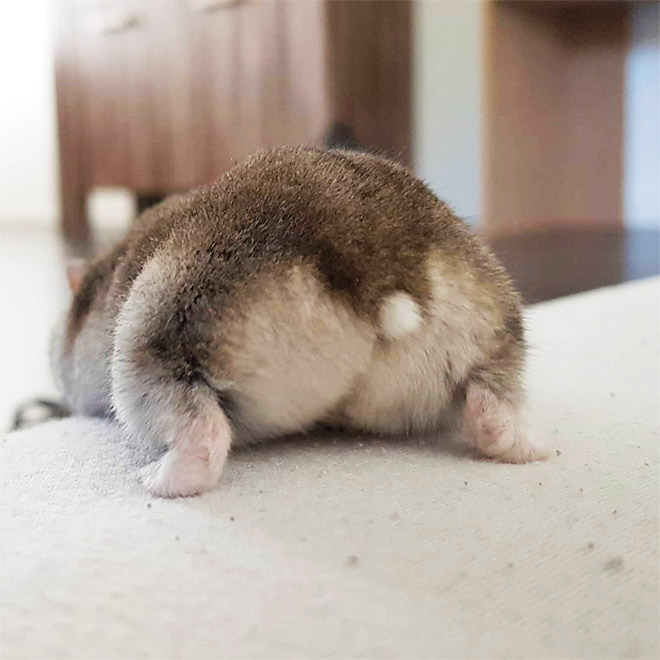 Beautiful hamster butt.