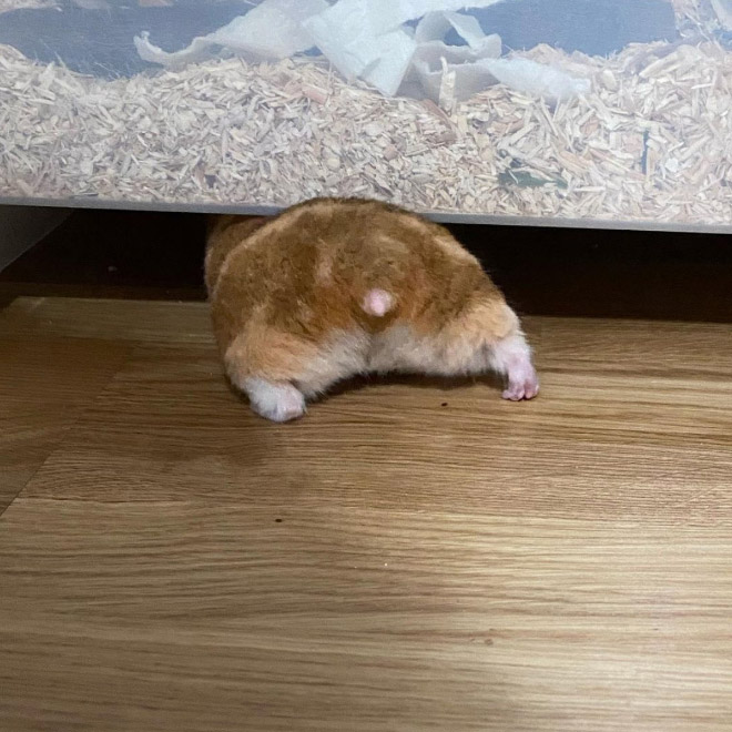 Beautiful hamster butt.