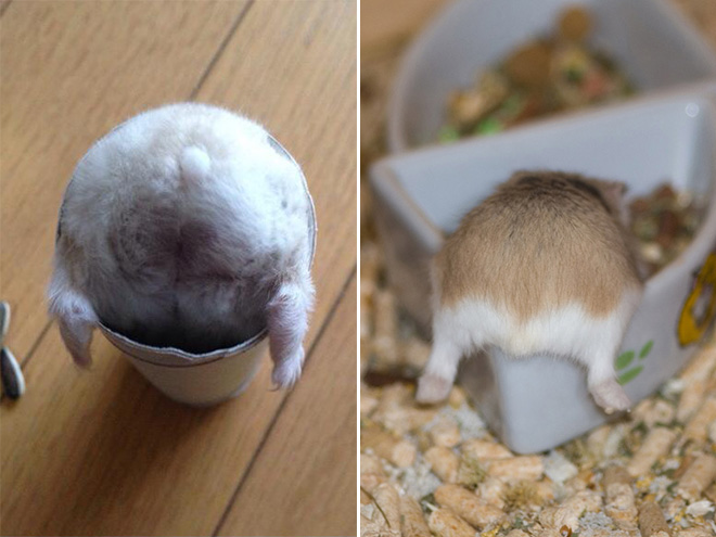 Beautiful hamster butts.