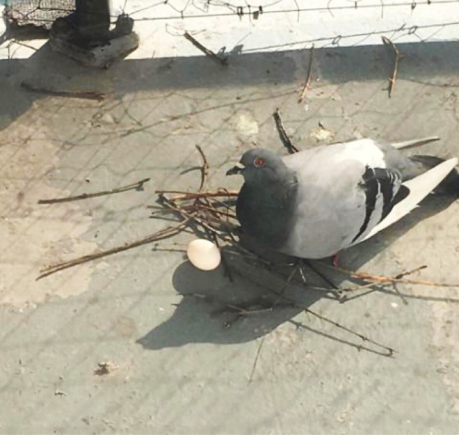 Lazy pigeon nest.