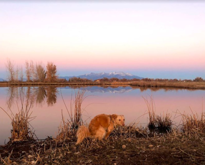 Pooping Pooches 2022 calendar.