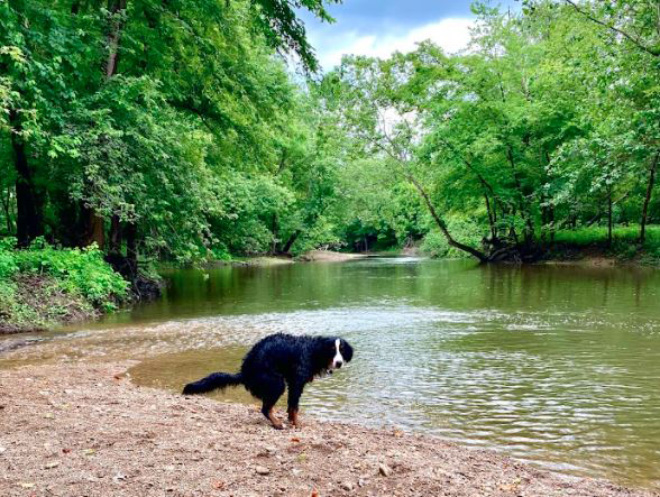 Pooping Pooches 2022 calendar.