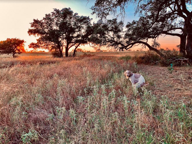 Pooping Pooches 2022 calendar.