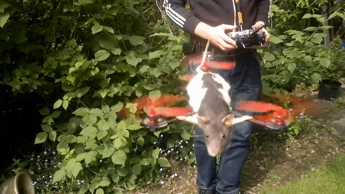 Dead rat drone.