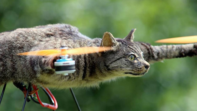 Cat taxidermy drone.
