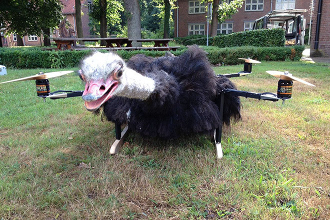 Dead ostrich copter.