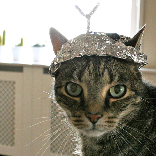 Tin foil cat hat against mind reading.