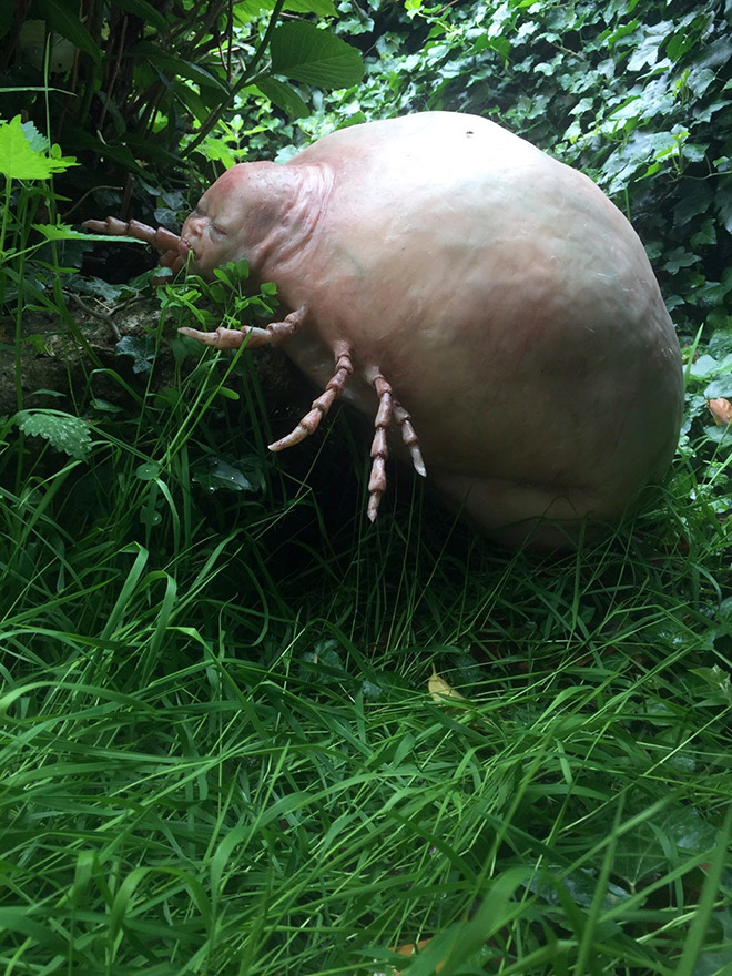 Giant baby tick hybrid.