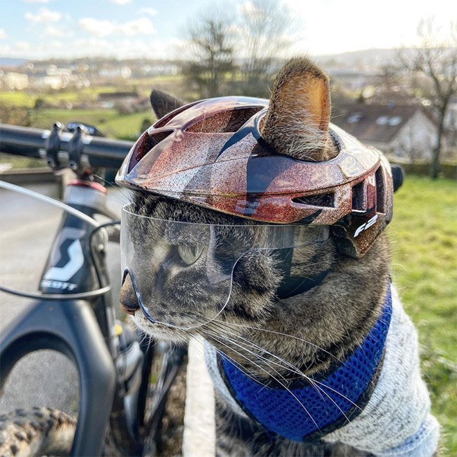 3D printed cat helmet.