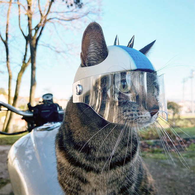 3D printed cat helmet.