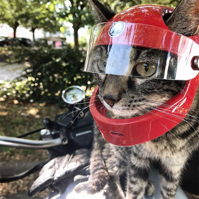 3D printed cat helmet.