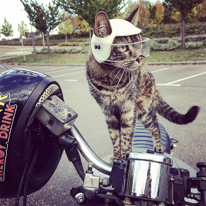 3D printed cat helmet.