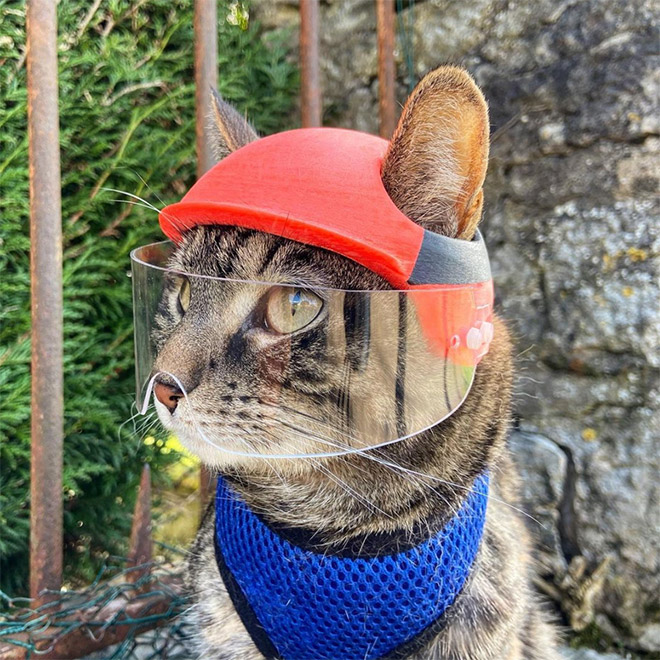 3D printed cat helmet.