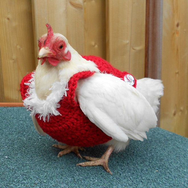 Chicken in red sweater.