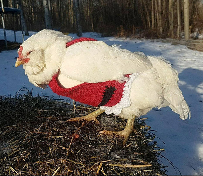 Chicken Santa sweater.