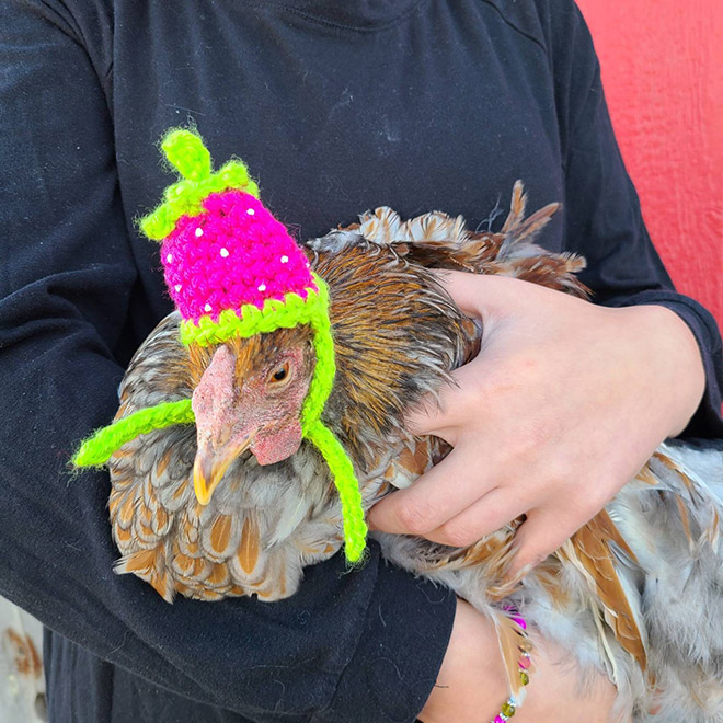 Crocheted chicken hat.