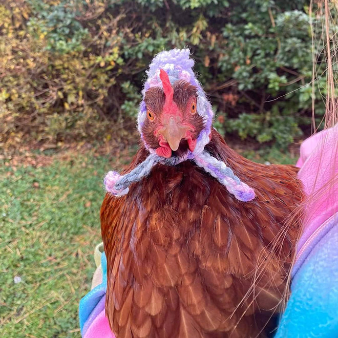Funny chicken hat.
