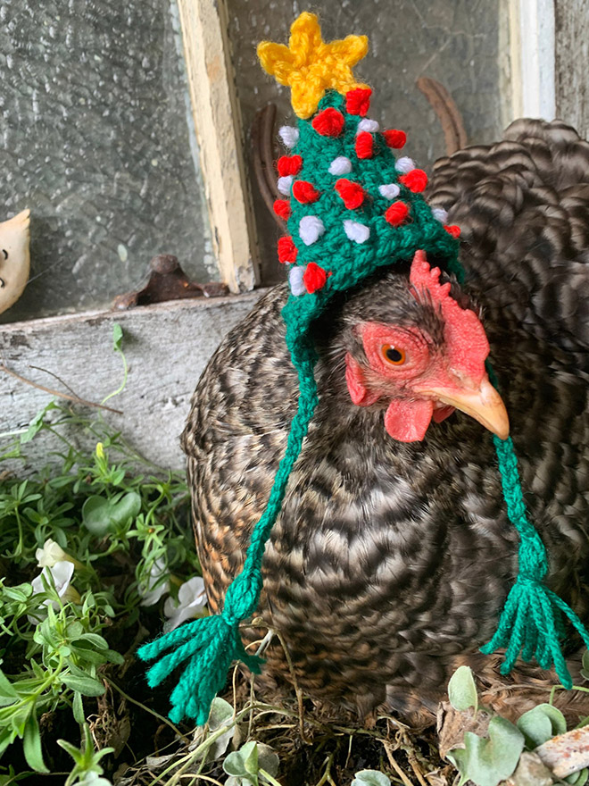 Christmas chicken hat.