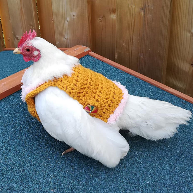 Yellow chicken sweater.