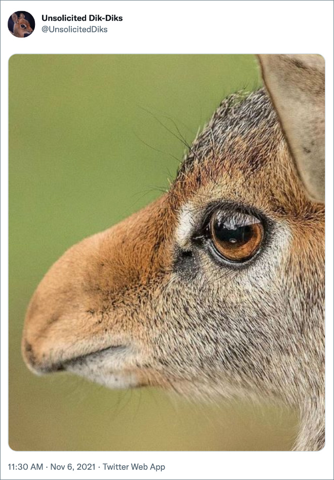 Do you like unsolicited pictures of Dik-Diks?