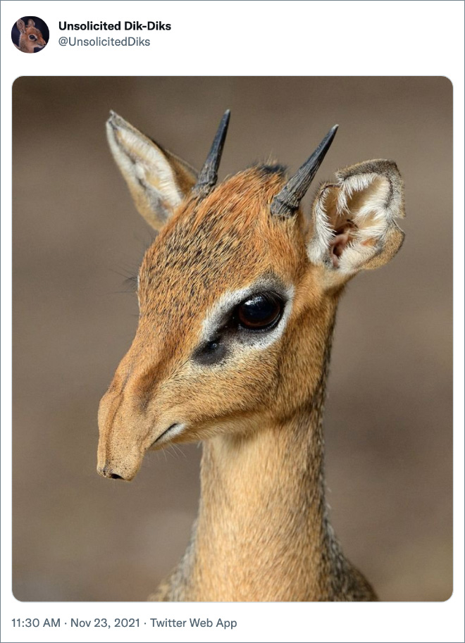 Do you like unsolicited pictures of Dik-Diks?