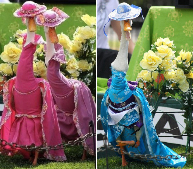 Duck fashion show.