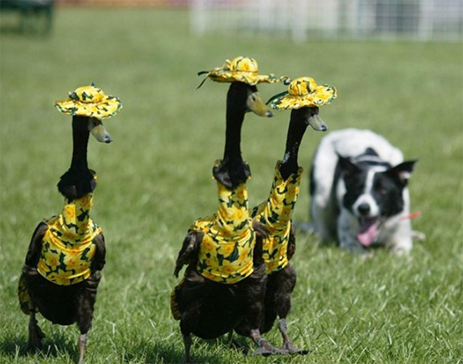 Duck fashion show.