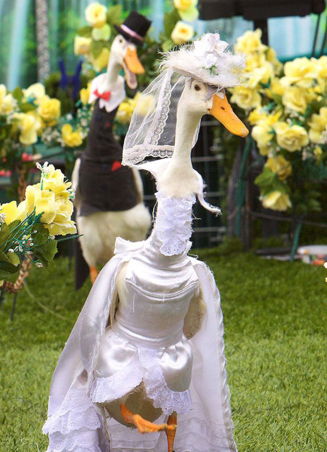 Did You Know There’s an Annual Duck Fashion Show In Australia?