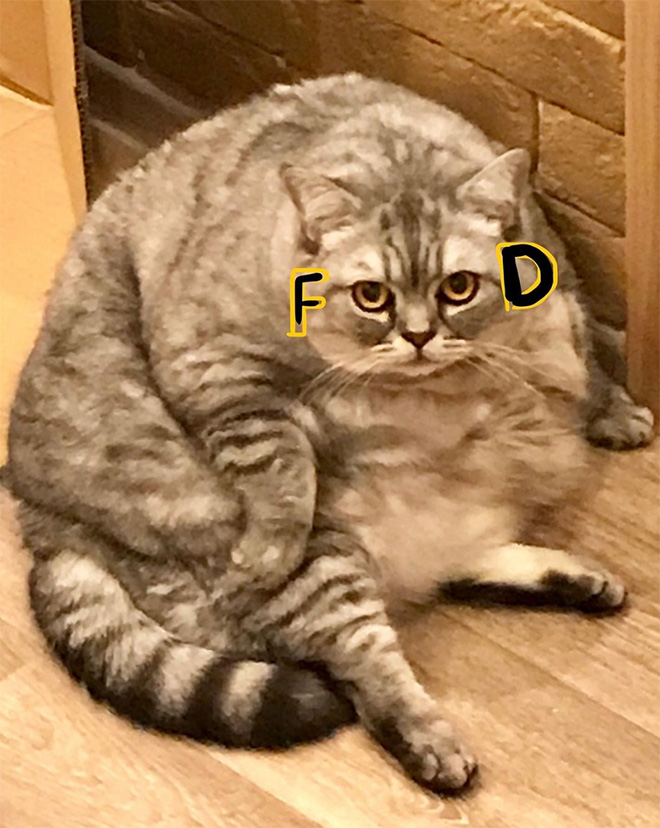 Fatty fat fat cat.