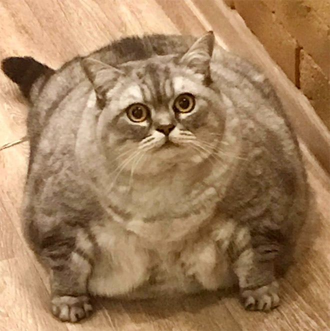 Fat cat.