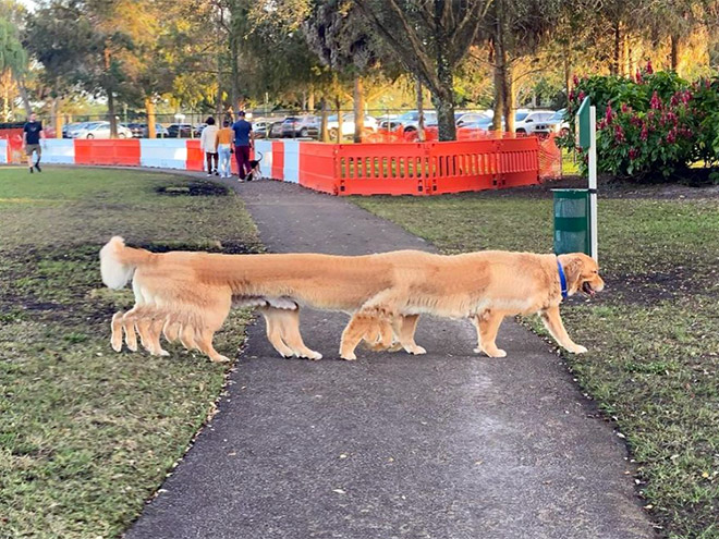 Funny dog panorama photo fail.