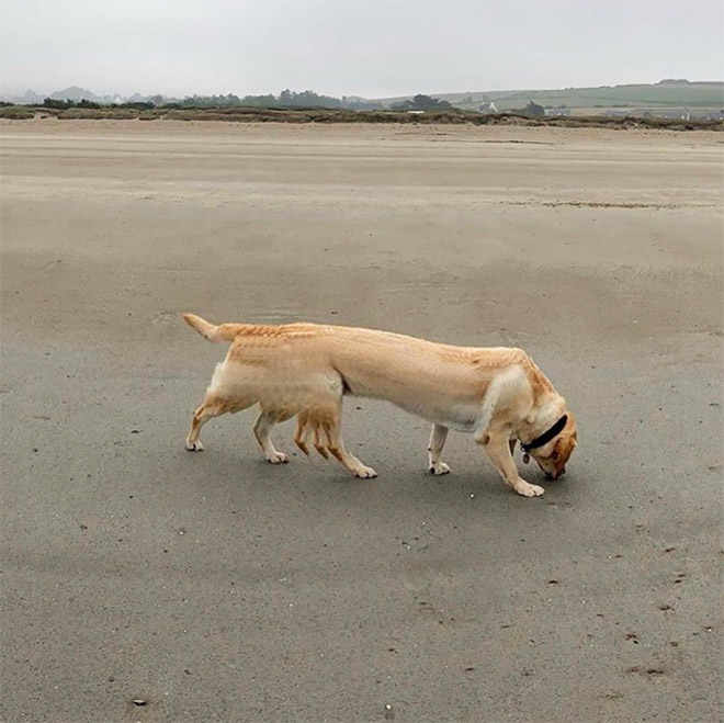 Funny dog panorama photo fail.
