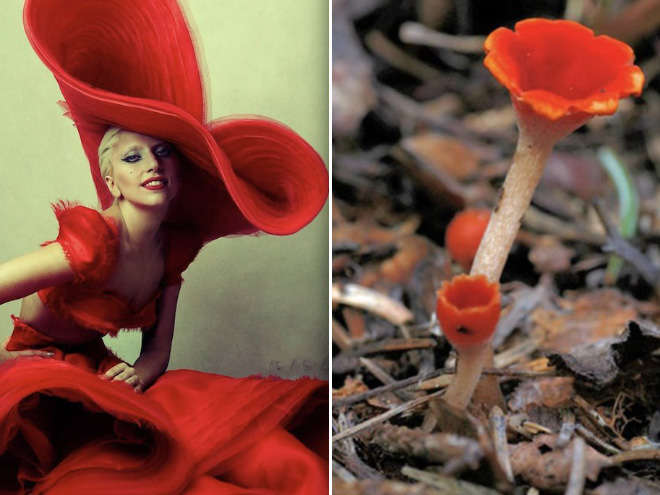 Mushroom that looks like Lady Gaga.