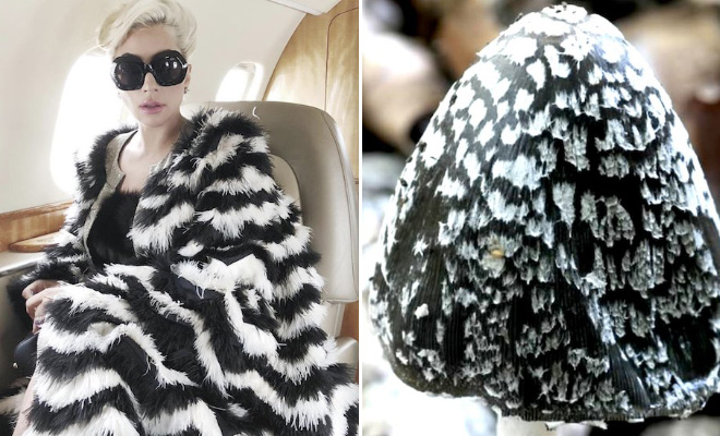 Mushroom that looks like Lady Gaga.