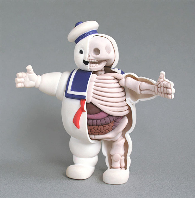 Toy anatomy.