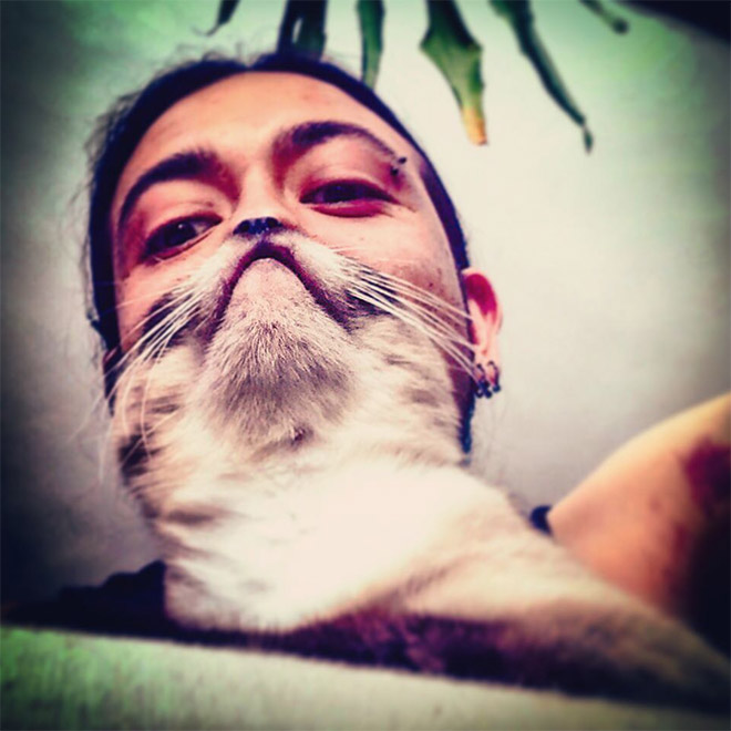 Cat beard.