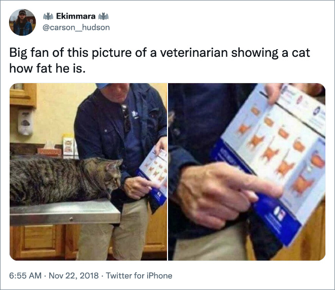 Big fan of this picture of a veterinarian showing a cat how fat he is.