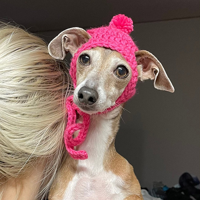 Pink dog hat.