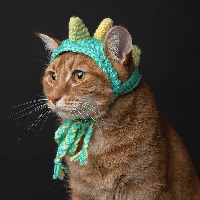 Cat dino hat.