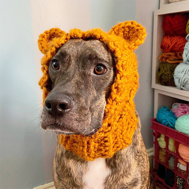 Orange dog hat.